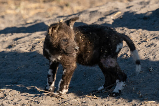 African wild dog (Lycaon pictus) pup at the den, Savuti, Chobe National Park