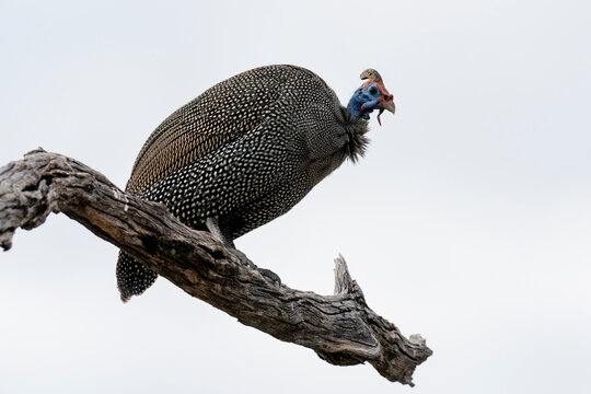 Helmeted guineafowl (Numida meleagris) on a tree top, Savuti, Chobe National Park