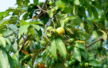 guava fruit on tree - ripe and unripe guava fruit