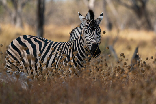 Plains zebra (Equus quagga) walking in tall grass, Khwai Concession, Okavango Delta