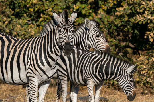 Plains zebras (Equus quagga), Khwai Concession, Okavango Delta