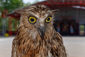 eagle owl face expression with big eyes