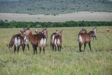 stavo east national park in kenya