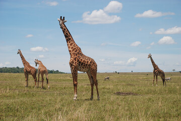 stavo east national park in kenya