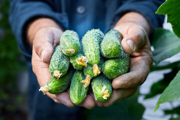 The farmer holds in his hands a new crop of fresh cucumbers from the greenhouse. Close-up, selective focus