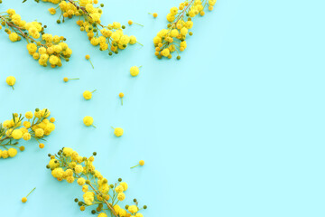 Top view image of spring yellow mimosa flowers composition over pastel blue background