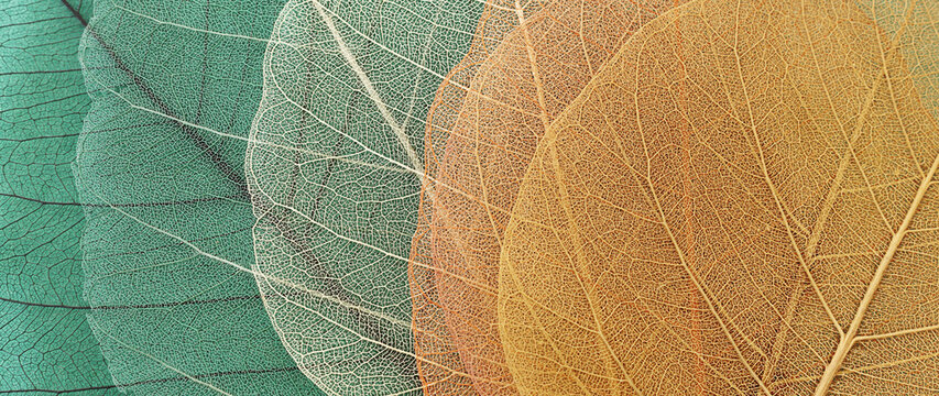 Colorful transparent and delicate skeleton leaves