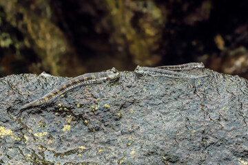 Genus Alticus jumping amphibious fish (rockskippers) (leaping blennies), Siau, Sangihe Archipelago, North Sulawesi, Indonesia