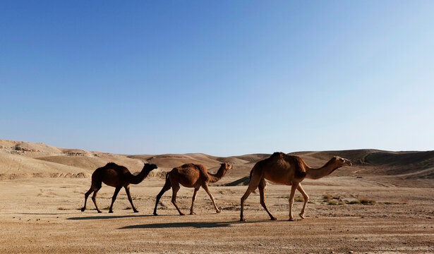Arabian camels in the Judean Desert, Israel