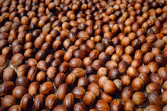 Nutmeg seeds laid out to dry, an aromatic spice and major crop, Ulu, Siau Island, Sangihe Archipelago, North Sulawesi, Indonesia