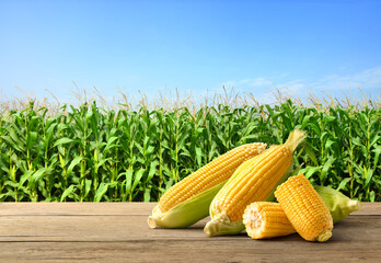 Corn cobs on wooden table with corn plantation field background.