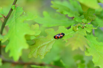 A red cicada on a plant