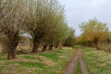 Obraz premium Weg durch eine Landschaft mit Weiden, Priwall, Travemünde, Lübeck, Ostsee, Schleswig-Holstein, Deutschland, Europa