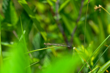 A Dragonfly in green nature