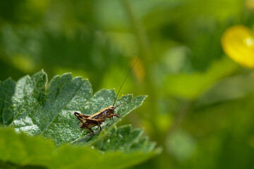 Brown grasshopper in green nature