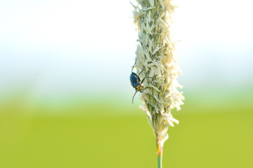 Green  beetle on a plant in green nature