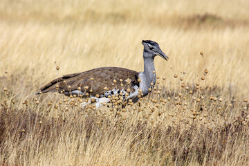 A Giant Bustard in the Savannah of Namibia
