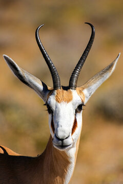 Portrait of a Springbok in the Etosha Park Namibia