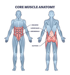 Core muscle anatomy with obliques, abdominals, lower back and gluteus location outline diagram. Labeled educational scheme with physical muscular system for abs, six pack or torso vector illustration - obrazy, fototapety, plakaty