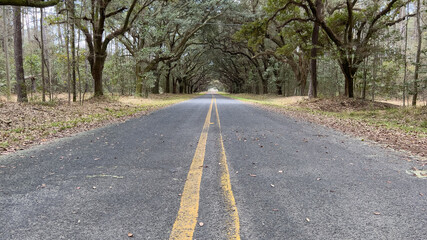 A live oak tree tunnel on Kiawah Island in South Carolina on a beautiful spring day.