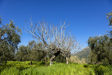 Tree die in arid regions due to global warming. Water day