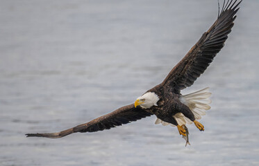 American bald eagle with a catch.