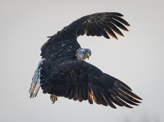 American bald eagle. In-flight pose