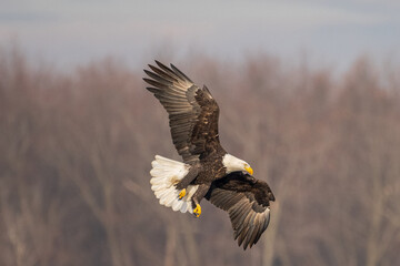 American bald eagle