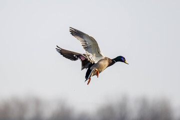 Mallard in mid-air