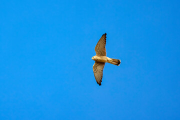 (Accipiter nisus) in flight on the blue background of the sky