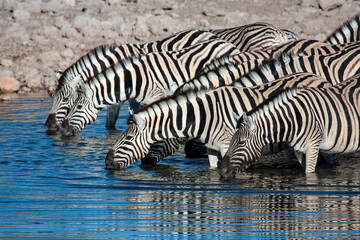 Fototapeta na wymiar zebras in the Etosha Park in Namibia