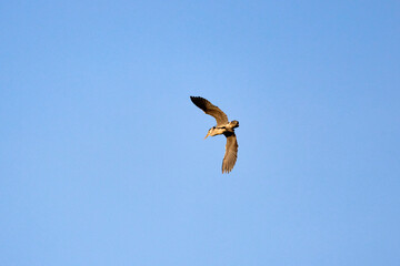 (Nycticorax nycticorax) in flight, is a species of the heron family (Ardeidae)