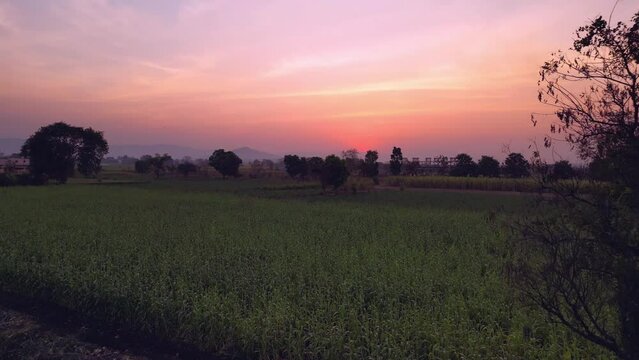 Fields, Pune