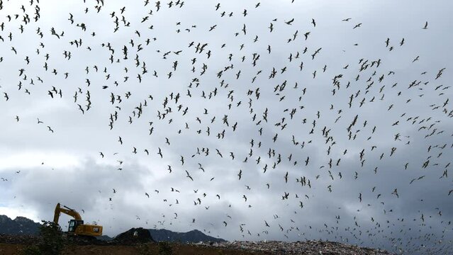 Garbage Dump Enviroment Pollution Concept with birds flying over