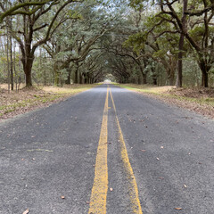A live oak tree tunnel on Kiawah Island in South Carolina on a beautiful spring day.