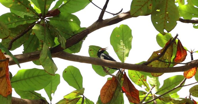 the buffalo starling or Acridotheres javanicus or also known as the starling kebo, the black starling, the purple starling, and the turtle starling are a species of bird belonging to the starling fami