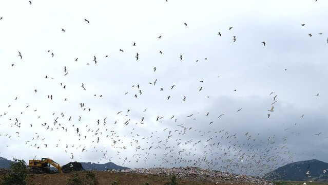 Garbage Dump Enviroment Pollution Concept with birds flying over