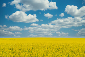 Yellow blooming canola field under a blue sky with white clouds.