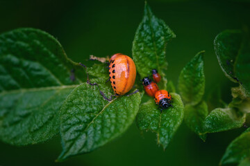 Group of potato beetle eats green potato leaf closeup. Instar stage of larva, before pupation feeding. Potato bug - pest of potato crops. Pest invasion, parasite destroy potatoes plants, crop  damage