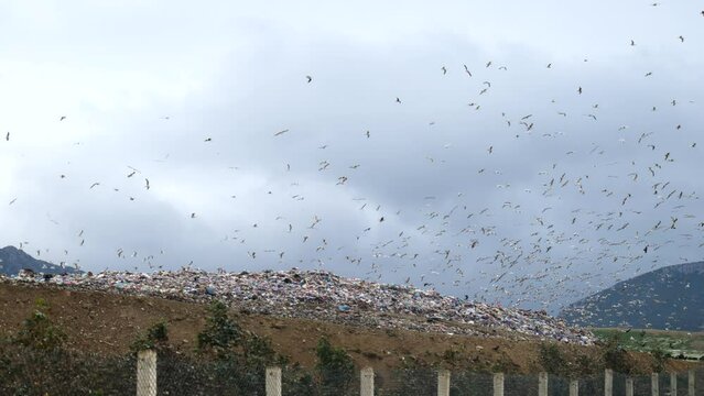Garbage Dump Enviroment Pollution Concept with birds flying over