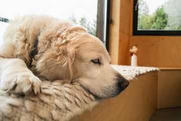 Adorable golden retriever dog lying indoors on woven wool carpet.