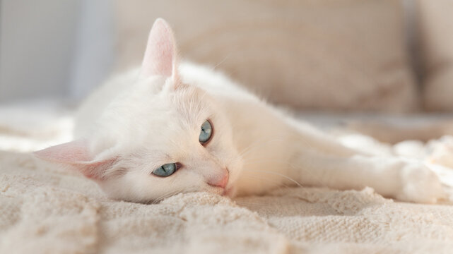 Cute mixed breed blue eyes white fur cat on beige plaid. Pets care and welfare concept.