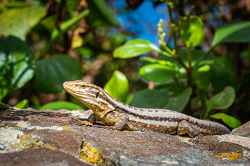 Lizard soaking up the sun on top of rock