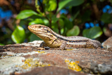 Lizard soaking up the sun on top of rock