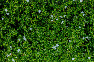 Fototapeta na wymiar Green leaves pattern background, natural background