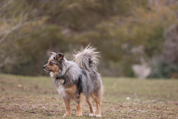 Obraz na płótnie Canvas Australian Shepherd Pomeranian Mix Dog