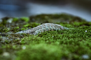 caterpillar on a leaf of bush grass