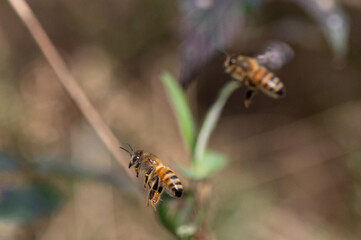 Apis mellifera - Western Honey Bee - Abeille européenne - Abeille mellifère