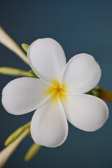 Plumeria flower, frangipani