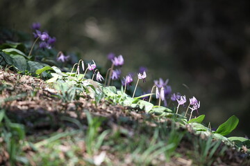 カタクリの花